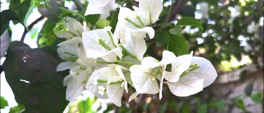 White Bougainvillea flower petals slow motion video footage with 3840 x 1644 px resolution 60 fps.