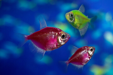 Aquarium  fish-ternetzi swim. Two fish are green and purple. The Latin name Gymnocorymbus ternetzi. Close-up, blue background.