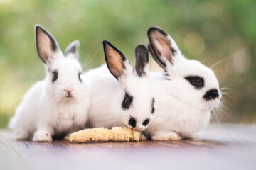 bunny Easter fluffy baby rabbit or new born rabbit. baby cute rabbit or new born adorable bunny. Easter Bunny.  Symbol of Easter day.