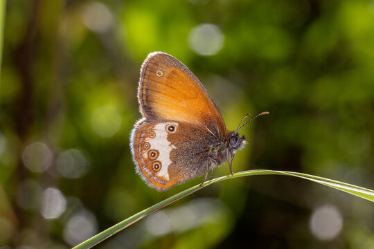 Coenonympha arcania, Wei&szlig;bindiges Wiesenv&ouml;gelchen, DE, RLP, Bruttig-Fankel, Mosel, 2024/06/07