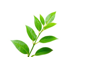 Single vibrant green plant, isolated on pure white backdrop, stem, greenery
