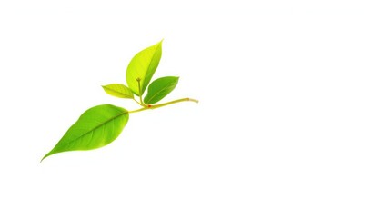 Obraz premium Single vibrant green plant, isolated on pure white backdrop, leaf, flora