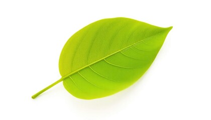Single leaf isolated on pure white background, vibrant, leaf
