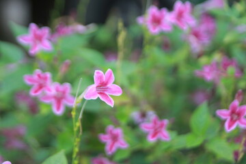 Fototapeta premium Pink Flowers: A vibrant close-up shot captures a cluster of delicate pink flowers with contrasting white edges, blooming amidst lush green foliage.