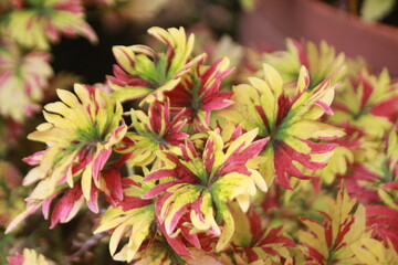 Fototapeta premium Coleus Foliage: Vividly colored coleus plants, displaying intricate patterns of red, yellow, and green leaves. capturing their vibrant beauty.