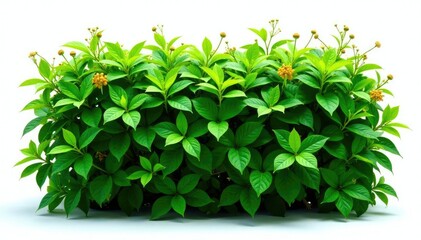 Fototapeta premium Lush green wild hedge with small flowers isolated on white background, green, plant, shrub