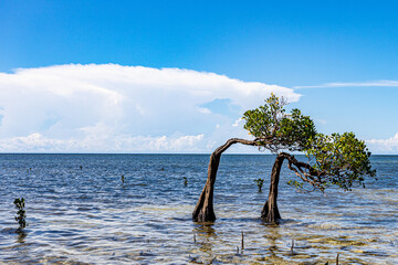 Fototapeta premium East Sumba, East Nusa Tenggara, Indonesia – 03. 01. 2025 – Dancing Mangroves, Coconut Trees, and the White Sand of Walakiri Beach