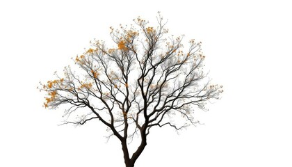 Fototapeta premium Lone deciduous tree, branches reaching skyward, stark white backdrop, environment, trunk