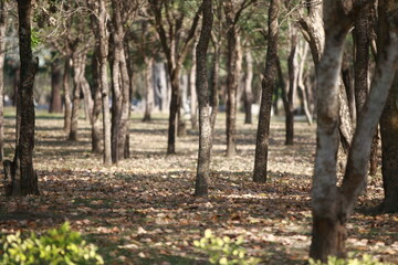 Woodland Serenity: A peaceful woodland setting, featuring rows of trees, casting long shadows across a bed of fallen leaves, creating a sense of tranquility and natural beauty.