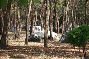 Whispers of the Woods: A serene forest scene with towering trees and scattered rocks under the soft sunlight, evoking a sense of calm and natural beauty.