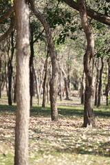 Fototapeta premium Serene Forest Path: An inviting pathway winds through a tranquil forest, dappled with sunlight, the majestic trees standing tall, creating a sense of peace and natural wonder.