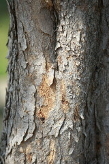 Fototapeta premium Weathered Bark: The image captures a close-up of a tree trunk with deeply textured bark, displaying intricate patterns and a rough, weathered surface.