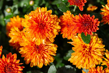 Chrysanthemum multiflora Conaco Orange on a green background close up