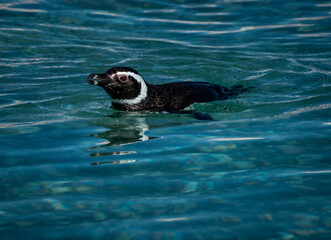 pinguino nadando en el mar 