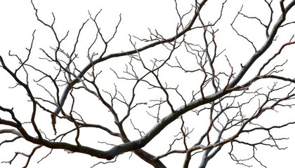 Bare, gnarled branches isolated against a pure white backdrop, white, monochrome