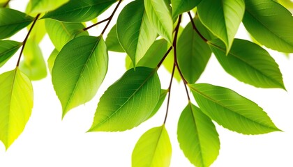 Naklejka premium Intricate details of lush green leaves, vibrant and sharp against a pure white backdrop, tropical, environment