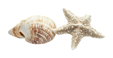 Obraz premium Collection of a seashell and starfish on a white background for beach-themed design, summer decor, or educational use, cut out