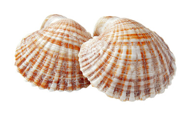 Obraz premium Beautiful striped seashells displayed together against a white background for decoration or educational use, cut out