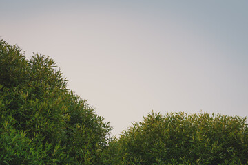 Vibrant sunset sky with lush green trees. Natural design with copy space