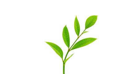 Fototapeta premium Single vibrant green plant, isolated on pure white background, leaf, backdrop