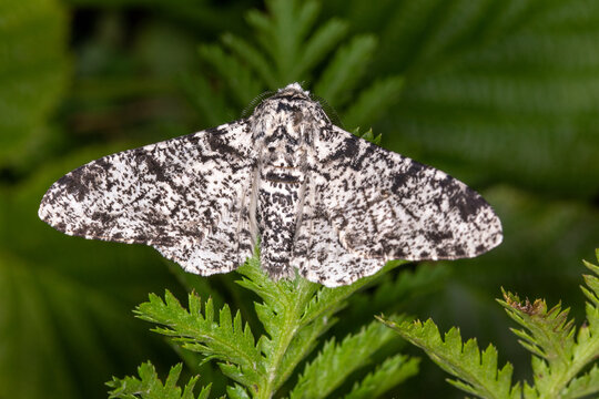 Birkenspanner, Biston betularia, DE, RLP, P&uuml;derich, Mosel, 2024/06/29