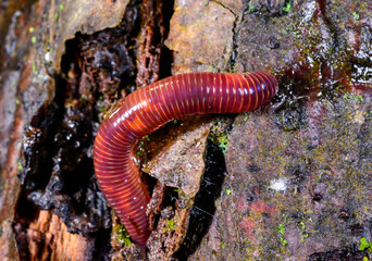 Red earthworm in a hole in the ground under the stump of an old tree