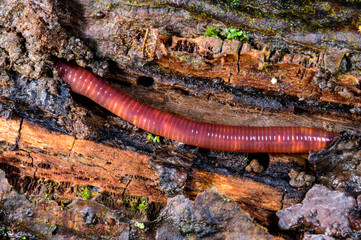 Red earthworm in a hole in the ground under the stump of an old tree