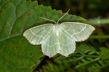 Magerrasen-Grünspanner,Thalera fimbrialis, DE, RLP, Püderich, Mosel, 2024/06/29