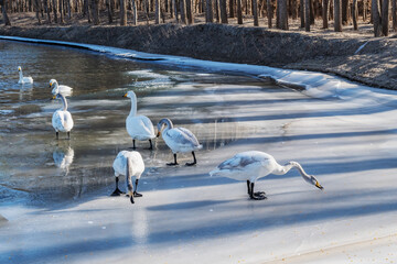 Fototapeta premium snowy egret in the snow