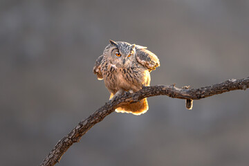 Fototapeta premium close up of a small spider on branch