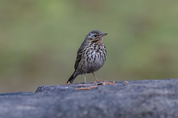 robin on the ground