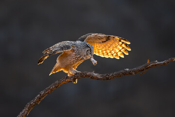 red tailed hawk buteo