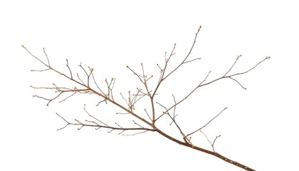 Obraz premium Delicate, bare branches isolated against a pure white backdrop, branches, flora