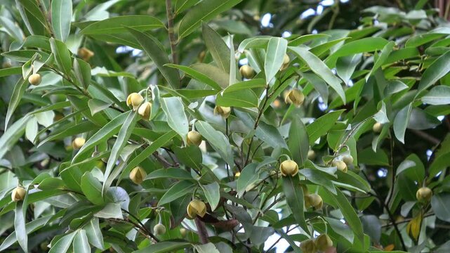 Melodorum fruticosum leaf and yellow flower in garden
