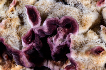 Chondrostereum purpureum, saprotrophic fungus growing on a felled tree in the garden in autumn