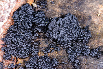 Exidia nigricans, saprotrophic fungus growing on an old rotten stump of a large deciduous tree
