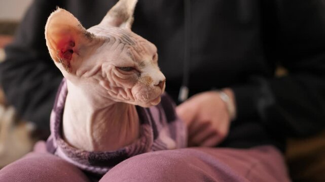 Massage for a sphinx cat from his owner. A sphinx cat sitting on a woman's lap gets a massage on his thighs. Love for pets and care for animals. Purebred cat. Cat breeds. Relaxed calm pet without hair