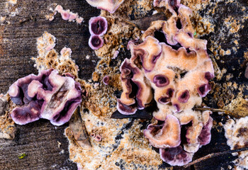 Chondrostereum purpureum, saprotrophic fungus growing on a felled tree in the garden in autumn