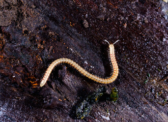 Spotted snake millipede Blaniulus guttulatus, centipede on rotten wood under an old tree stump