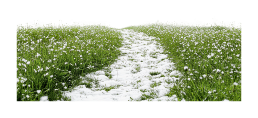 Path through blooming white flowers in a grassy field during early spring season, cut out