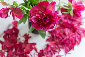 luxurious fuchsia peonies stand in a black vase on a white table. Petals fall 