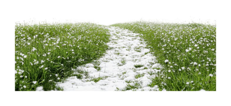 Path through blooming white flowers in a grassy field during early spring season, cut out