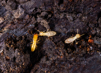 Subterranean termites Reticulitermes lucifugus, termites living under rotten wood old tree stump