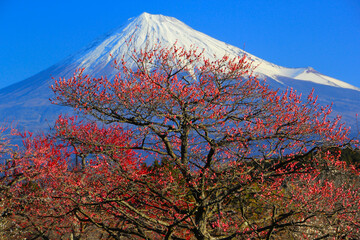 mt fuji and cherry tree