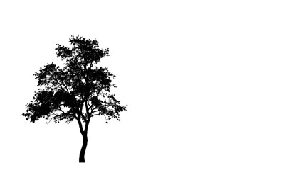 Single, majestic tree silhouetted against pure white backdrop, flora, photo