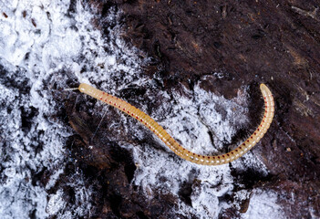 Spotted snake millipede Blaniulus guttulatus, centipede feeds on fungal hyphae on rotten wood of an old tree stump