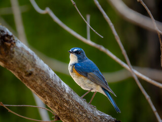 森の中の木陰で枝に留まって周りを見渡しているルリビタキの雄