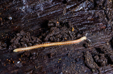 Spotted snake millipede Blaniulus guttulatus, centipede on rotten wood under an old tree stump