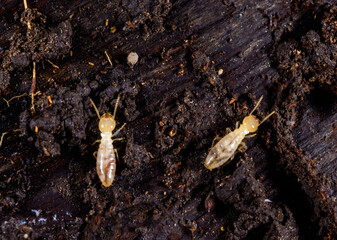 Subterranean termites Reticulitermes lucifugus, termites living under rotten wood old tree stump
