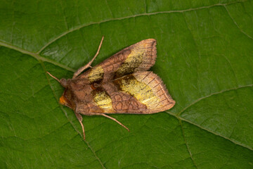 Diachrysia chrysitis, Messingeule, DE, NRW, Opladen, 2024/08/02 19:45:07